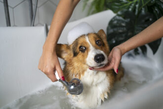 Hundedusche für zu Hause