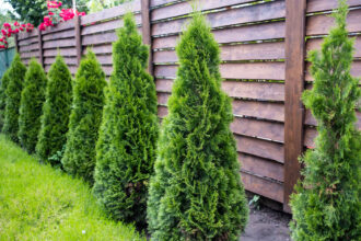 sichtschutz im garten