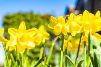 gelbe frühlingsblumen