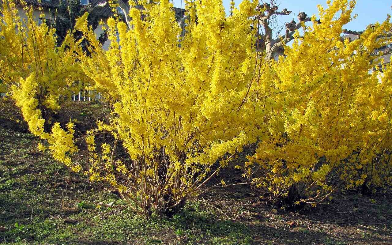 gelben Frühlingsblumen