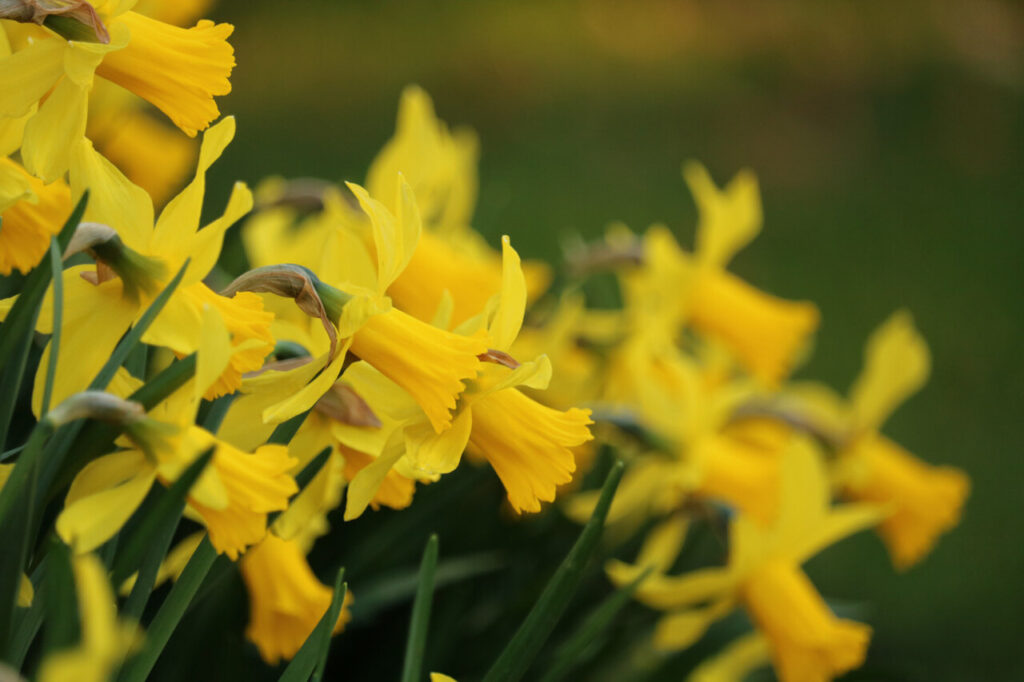 Gelben Frühlingsblumen