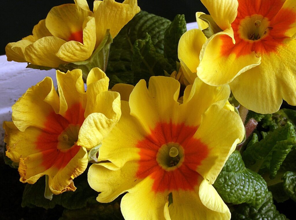 gelben Frühlingsblumen