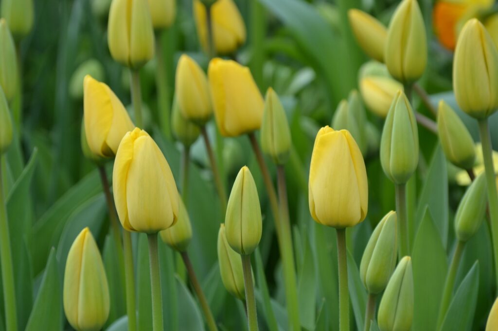 gelben Frühlingsblumen