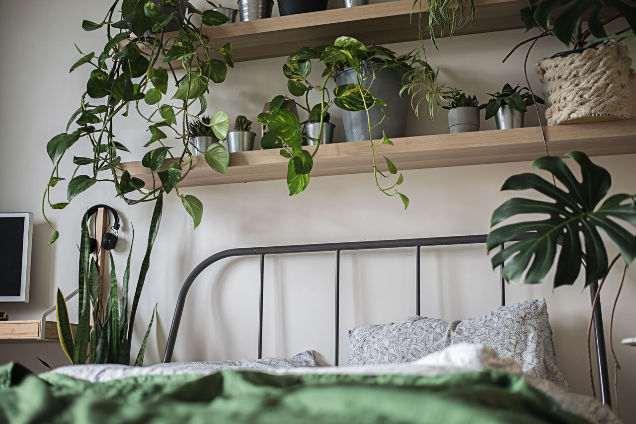Pflanzen für Schlafzimmer